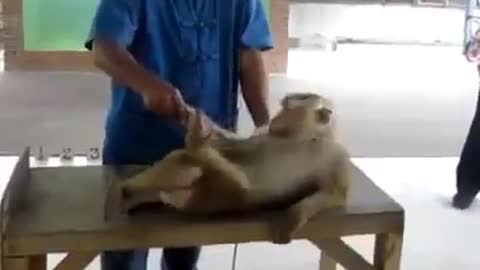A little monkey exercises in a strange way