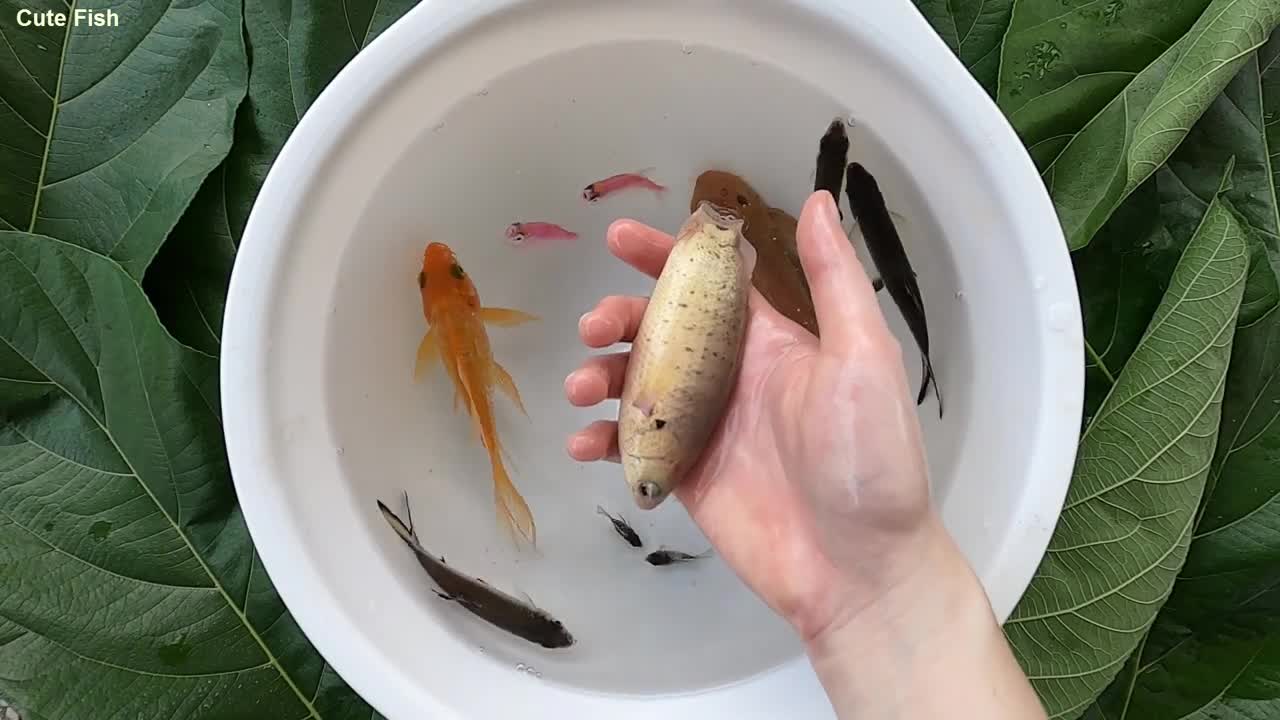 A_Lot_Of_Cute_Fish_Enjoying_In_The_Water