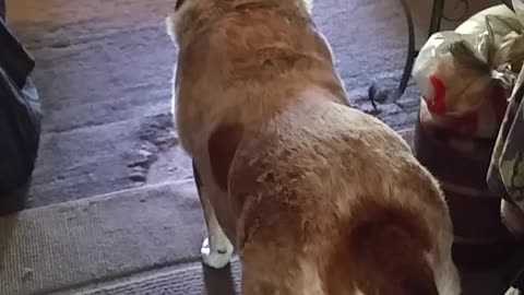 Happy Happy Hound Dog!!!