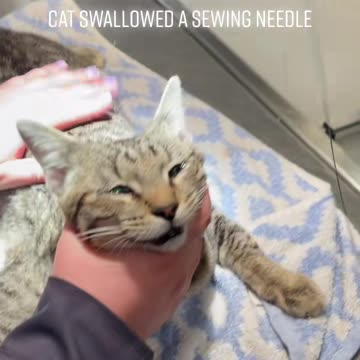 Cat swallowed a sewing needle! Watch as the Doctor removed it.