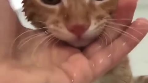 Cat video lovely cat video Playing i love you