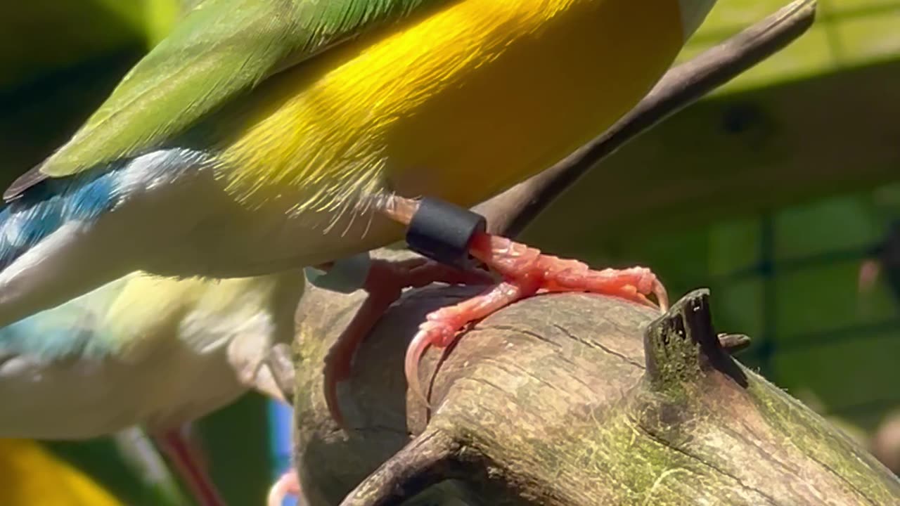 Gouldian Finches - aviary birds