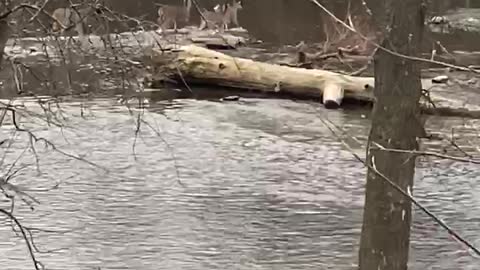 Milwaukee river Deer crossing