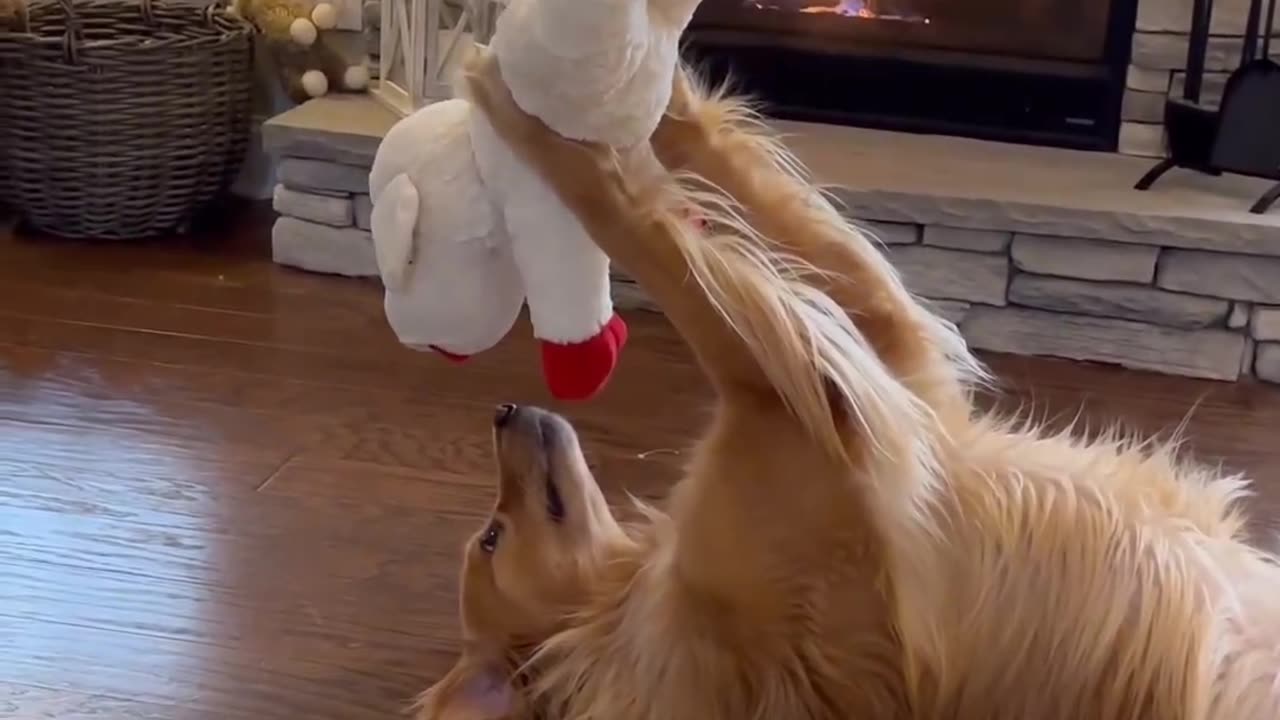 Dog mesmerize by his toy