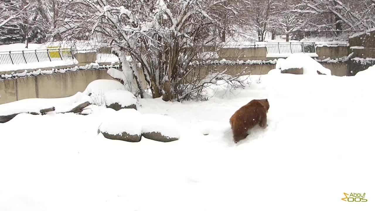 Grizzly bear in the snow at Sofia Zoo