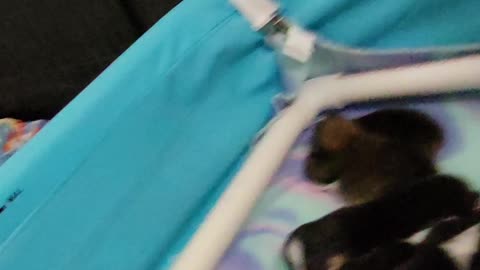 Ripley's puppies update 9/23/2021