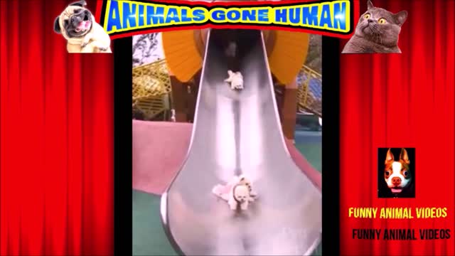 Puppies "Slip Sliding Away" On a Slide.