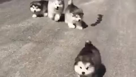 Cute huskys