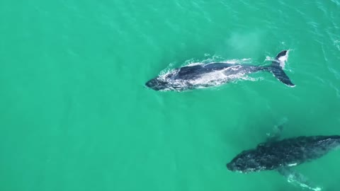 Sea Whale Swimming