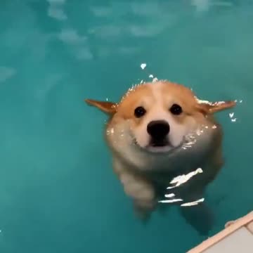 Cute Corgi Swimming in the Pool