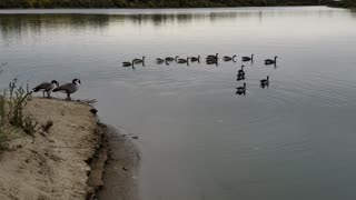 wild geese on the river