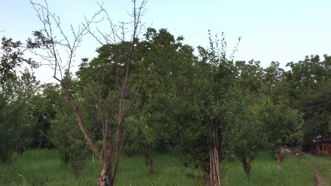 Miroljub Petrović - Izolacija - U 5 ujutru, penzioner u nabavci