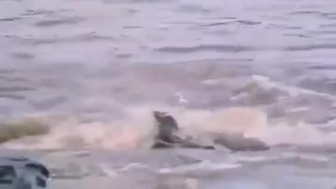 Strongest crocodile attacks