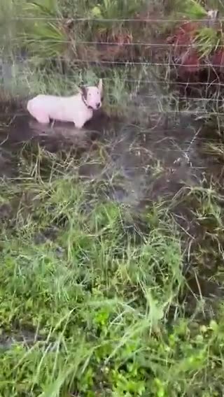 Florida Highway Patrol (FHP) Troopers come to the rescue of a dog that was abandoned