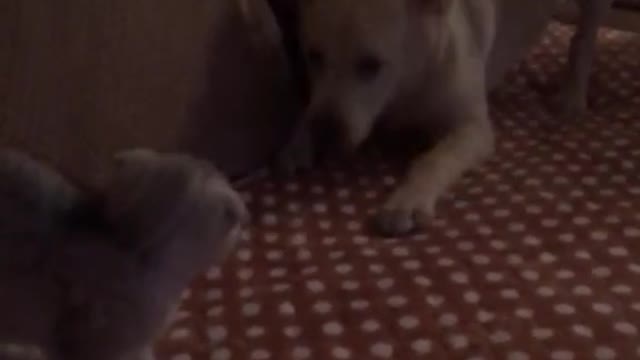 Dog attracts cat's attention