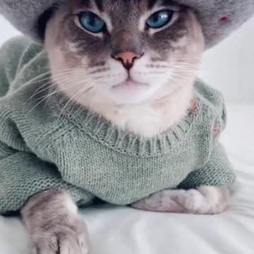 Funny and Cute CAT Videos Compilation