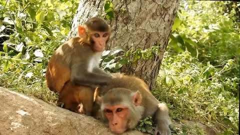 Cute mother monkey cute 🥰 monkey 🐒🐒🐒🐒 #rumble