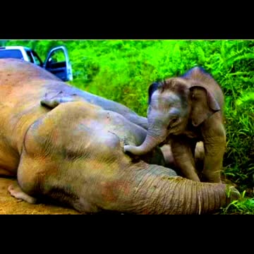 Beautiful animal video || lion || king of forest || WhatsApp Status