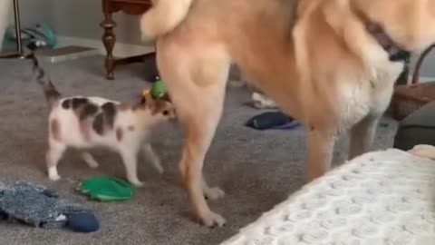 Cat sneak attacks dog and then runs away