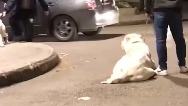 Labrador Vs guard dog 🔥 l attitude dog