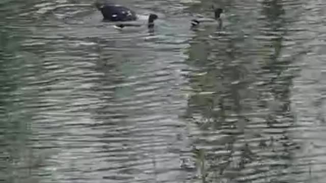 2 Moscovys & A Chick Episode 9 Splish Splash Jake is Taking A Bath!!