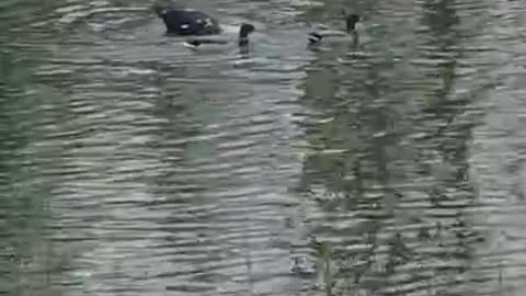 2 Moscovys & A Chick Episode 9 Splish Splash Jake is Taking A Bath!!