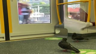 Pigeons Take Public Transportation