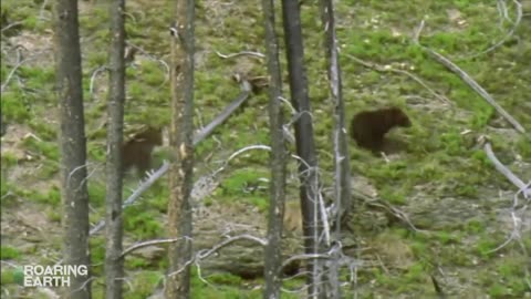 Grizzly Mother Bear Chases Down Elk