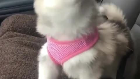 Curious dog