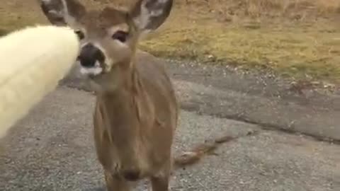 Deer with humans(banana eating)