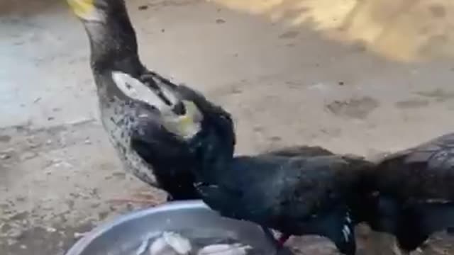 Birds Eat Fish Very Fast