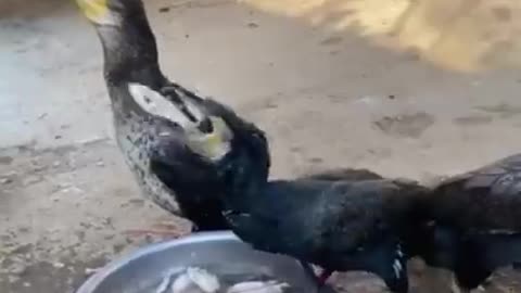 Birds Eat Fish Very Fast