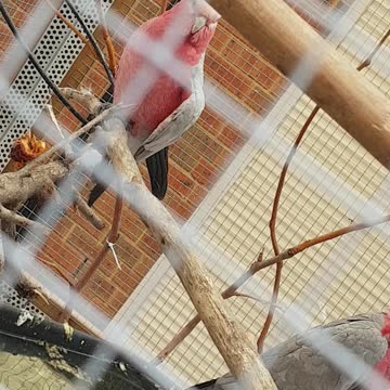 Parrots in the cage in my House