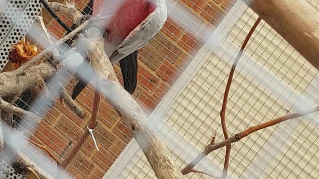 Parrots in the cage in my House