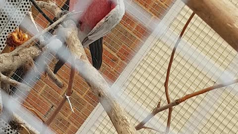 Parrots in the cage in my House