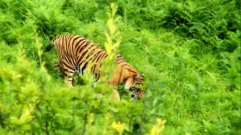 Wild Animals for kids, Pet Animals, Farm Animals, Guess the Animal _ Toddlers Educational Video