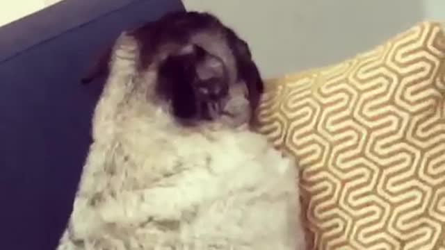 Pug dog sitting on blue couch looks to camera