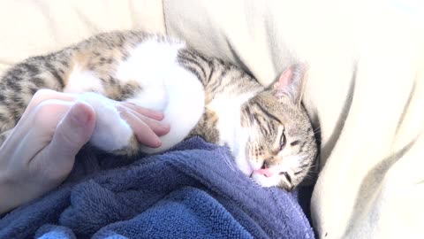Adorable Cat Baby Purrs Sleeping on My Chest