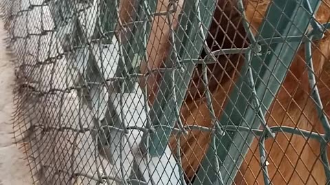 Video of a Lion in Cage