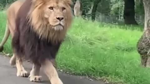 Seems this lion just lost his car at parking lot