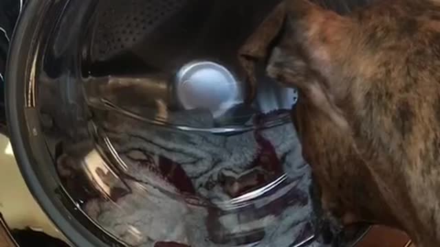 Dark brown black dog watching washing machine clean laundry