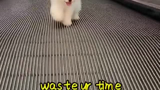 Pomeranian Puppy In Mall #shorts #puppy