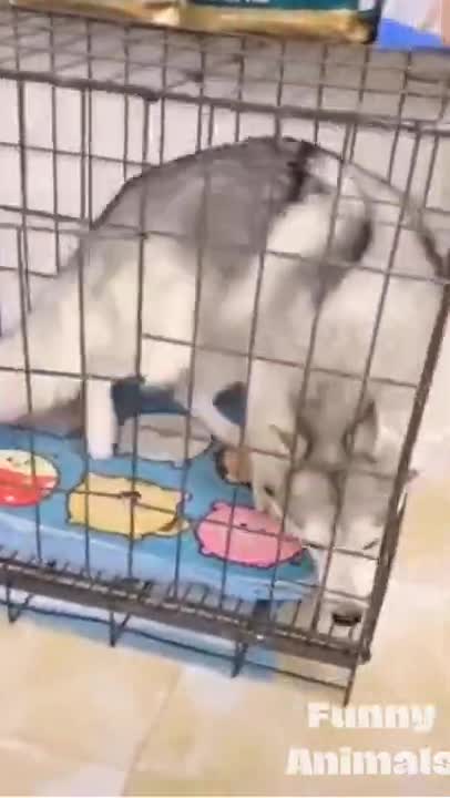 cute and funny short animals videos