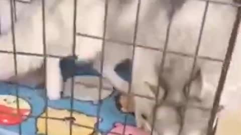 cute and funny short animals videos