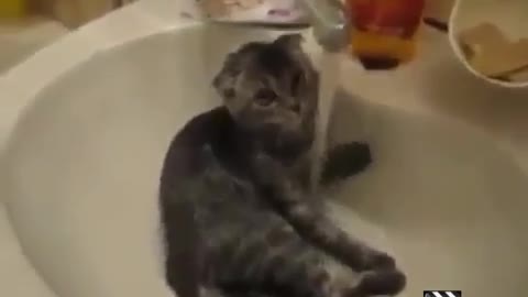 same funny cat video 30 sec