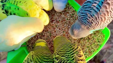 Lots of Budgies #bird #birds #nature #animals #pets #pet #aviary #budgies #budgie