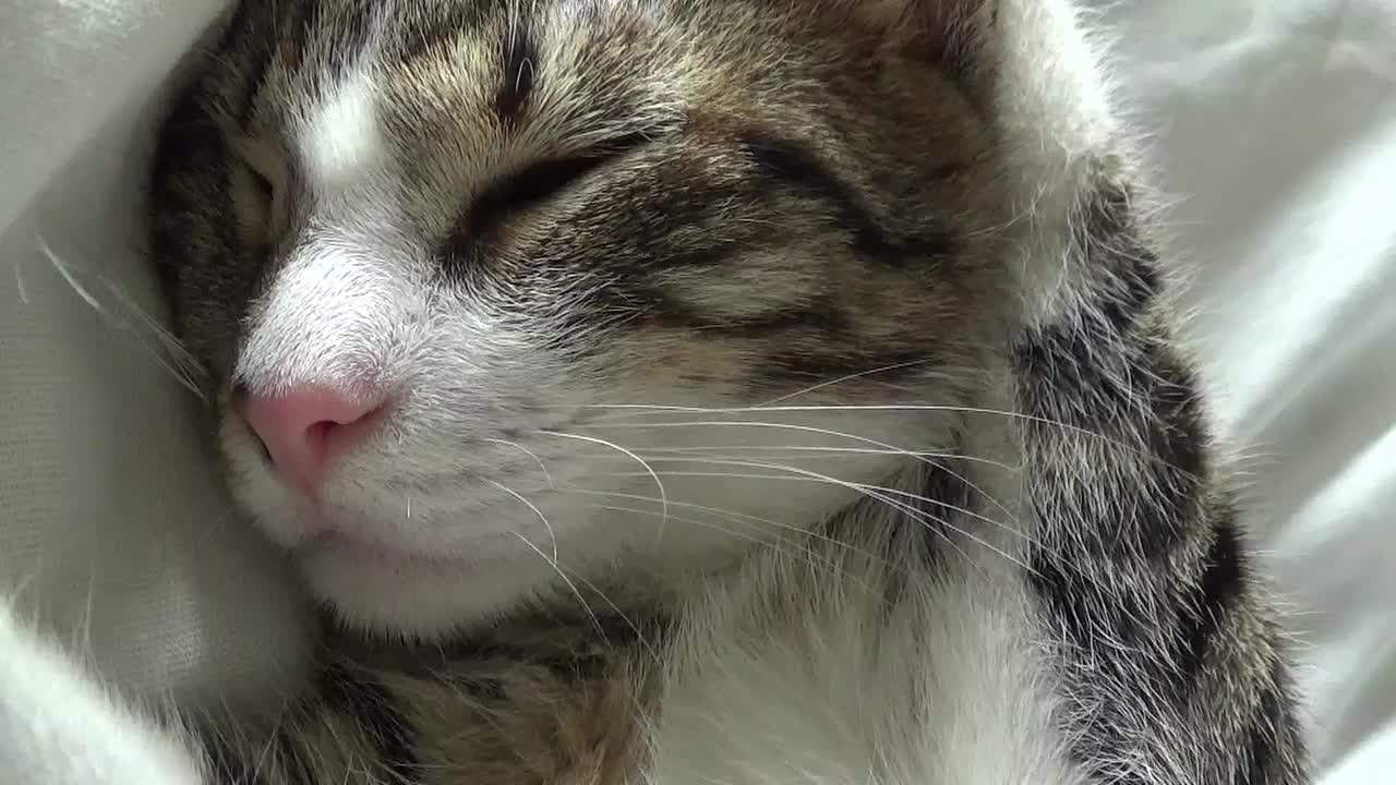 Funny Dreaming Kitten Twitches