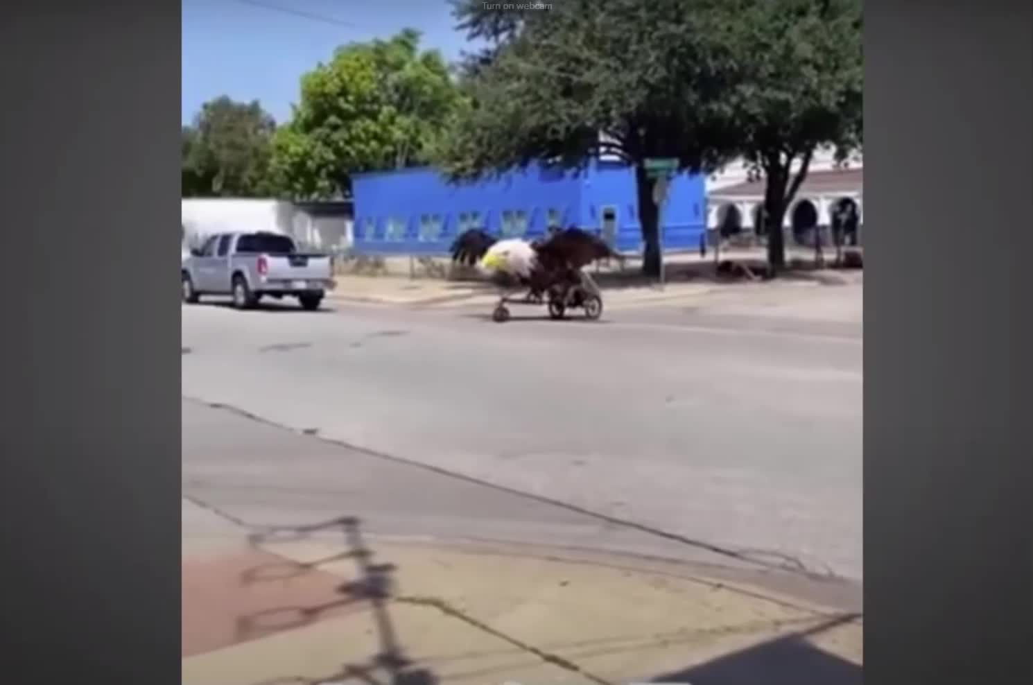 Ultra Maga Man Riding a Bald Eagle!