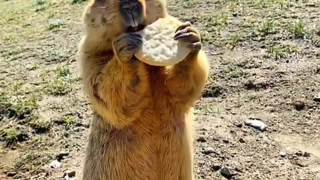 Funny animals