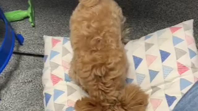 Puppies playing with pillows